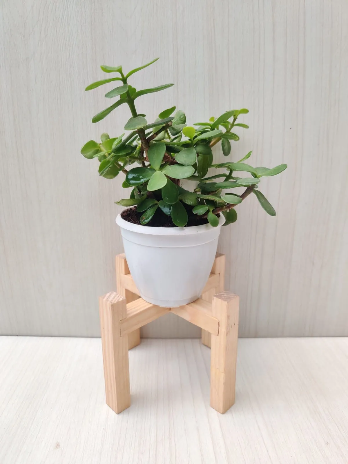 Air Purifying Indoor Plant Combo - ZZ Plant, Crassula, Jade Plant | Pack of 3