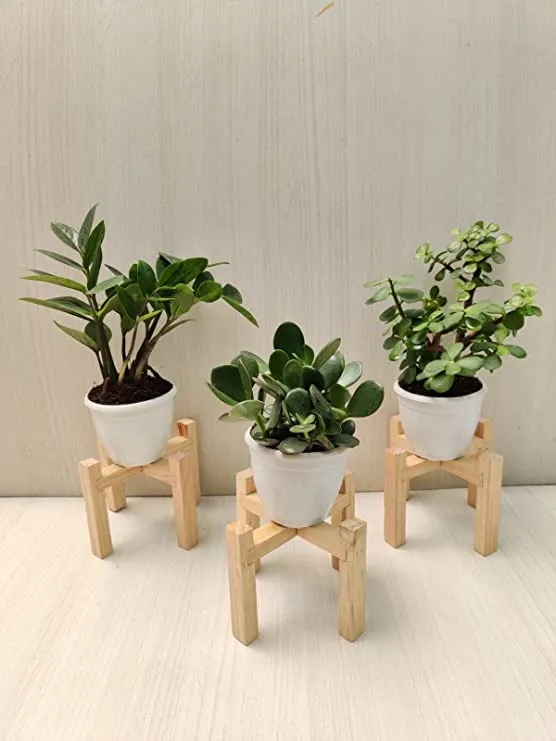 Air Purifying Indoor Plant Combo - ZZ Plant, Crassula, Jade Plant | Pack of 3