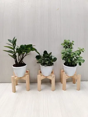 Air Purifying Indoor Plant Combo - ZZ Plant, Crassula, Jade Plant | Pack of 3