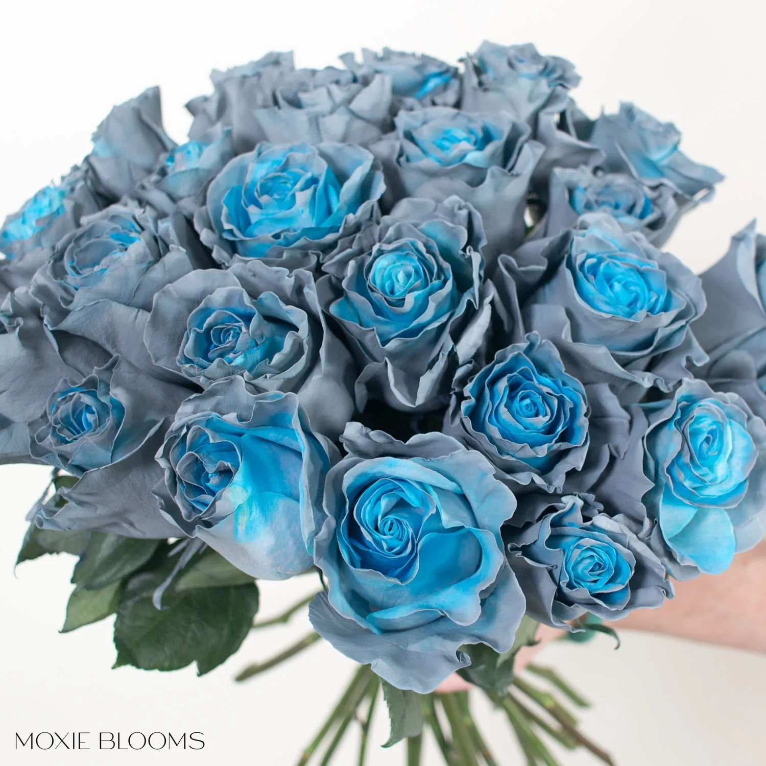 Aquamarine Novelty Roses