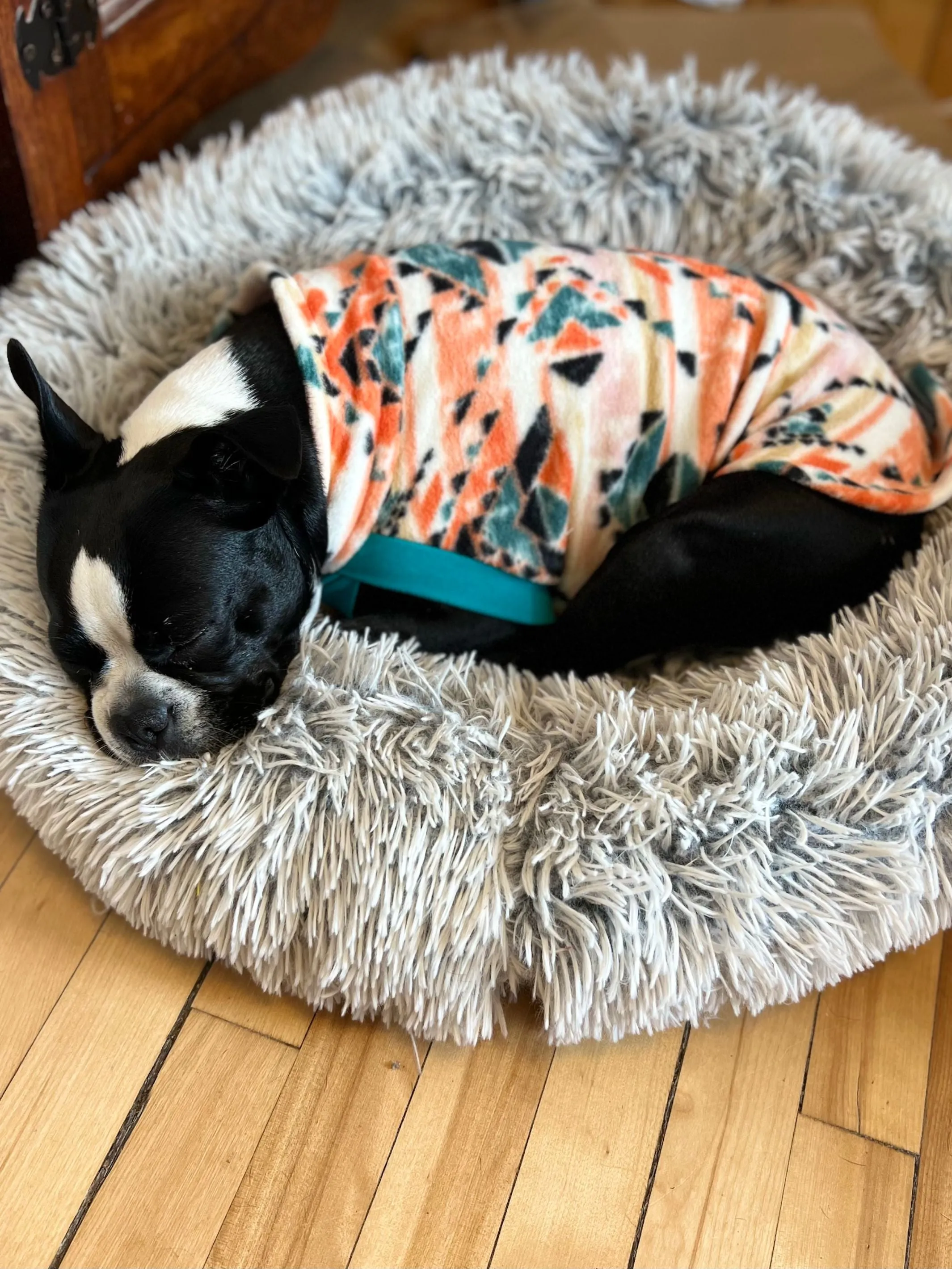 The Orange Mantis Dog Sweater